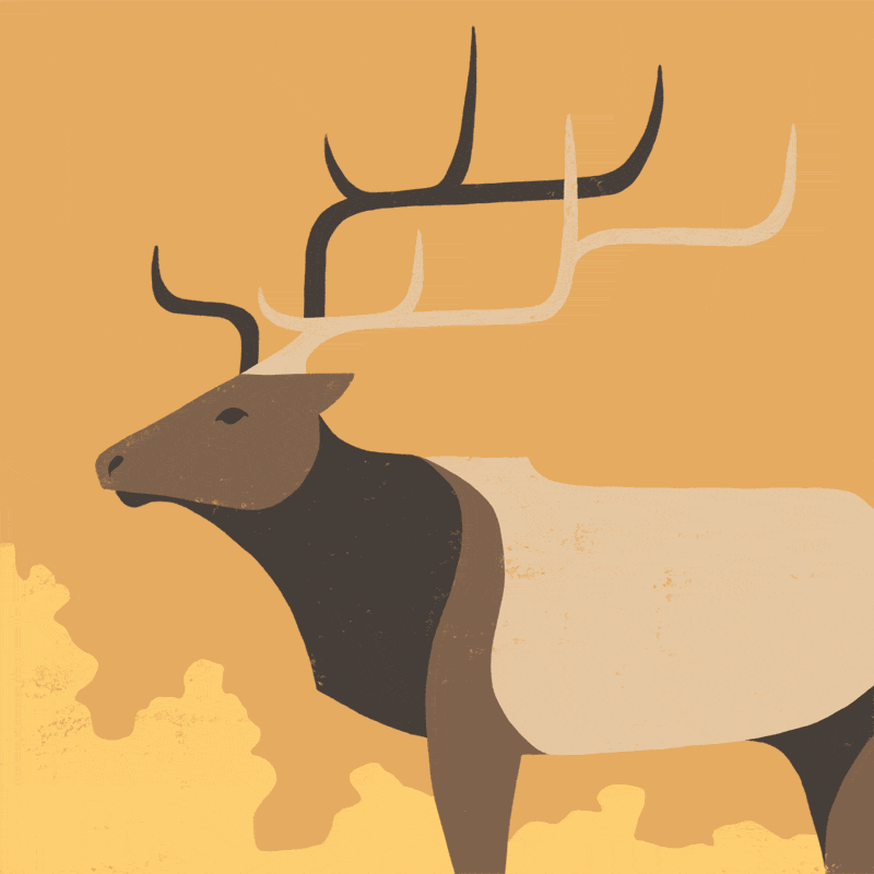 Elk in the Valley